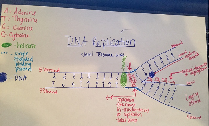 1903_DNA replication.JPG